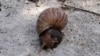 Tóxico caracol africano invade comunidades cercanas al Lago de Maracaibo en Venezuela