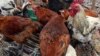 L’importation de volailles "impropres" à la consommation inquiète Ouagadougou