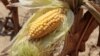 FAO Prihatin Harga Jagung dan Gandum Naik