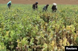 Afghan farmers work on a poppy field in the Gereshk district of Helmand province, Afghanistan, April 8, 2016.