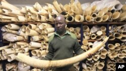 ARCHIVO - Un empleado de los Parques Nacionales de Zimbabue sostiene un colmillo de elefante durante un recorrido por el centro de acopio de marfil del país, en la sede de la agencia en Harare, el 2 de junio de 2016. 