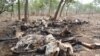 RDC : trente éléphants abattus par des braconniers à Garamba