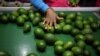 Eco: Tesco suspend les achats d'avocats kenyans pour violation des droits de l'homme