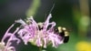Un insecticide populaire nuit aux abeilles sauvages