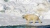 Oso polar mata a mujer y a su bebé en un pueblo de Alaska