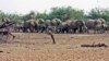 Mali's Rare Desert Elephants Threatened by Poachers, Conflict