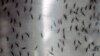 Study: Prior Dengue Infection May Make Zika Worse 
