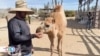 Paseos en camellos son una de las atracciones turísticas de mayor demanda en playas del pacífico mexicano