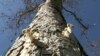 3-D-Printed Devices Help Scientists Trap, Study Tree-Damaging Bugs