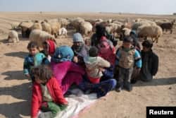 Internally displaced Syrians who fled Raqqa city rest near sheep in northern Raqqa province, Syria, Feb. 6, 2017.