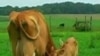 Study: Animal Products Must Double in 30 Years