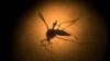 Zika : nouvelle découverte sur les causes de l'infection du cerveau 