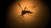 Number of Zika, Dengue and Chikungunya Cases Drop in Brazil
