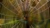 Listening to a Spider’s Web