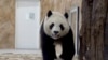 Thuyara, una panda enviada por China a Qatar como regalo por la Copa del Mundo de fútbol, camina en su recinto en el Jardín de los Pandas en Al Khor, cerca de Doha, Qatar, el 19 de octubre del 2022.
