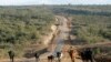 Un troupeau de bétail marche dans la vallée du Grand Rift près de la ville de Narok, à 150 km de la capitale Nairobi, le 19 janvier 2008.