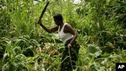 Produção agrícola continua assente numa agricultura familiar de subsistencia, não mecanizada e dominada também pela presença de mulheres