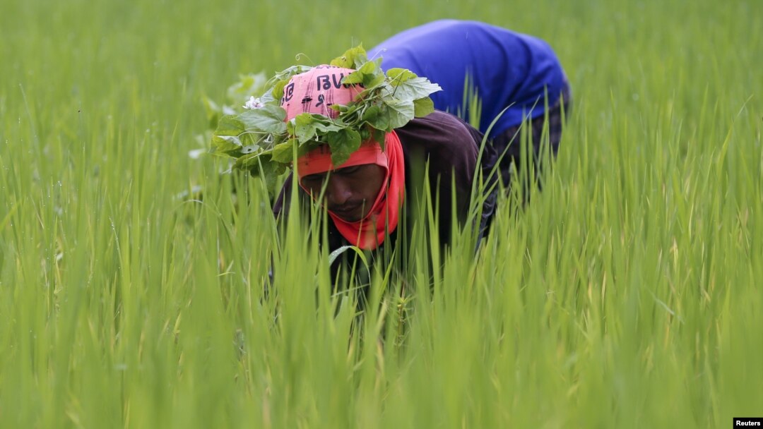 Nông dân bắt ốc trên đồng gần Udon Thani, Thái Lan. (Ảnh tư liệu ngày 15/9/2015)