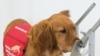 Can Dogs Sniff Out COVID-19? 