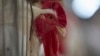 Researchers Hope to Develop First Lab-Grown Chicken